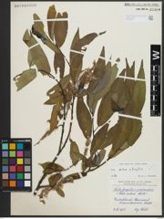 Foto von Salix alba L. x Salix fragilis L.